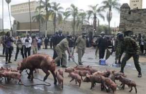 Policemen try to block a sow and its piglets from outside parliament in Nairobi on May 14, 2013 (AFP, Simon Maina)