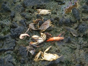 Bodo...crabs, prawns all dead in the aftermath of the deadly spill