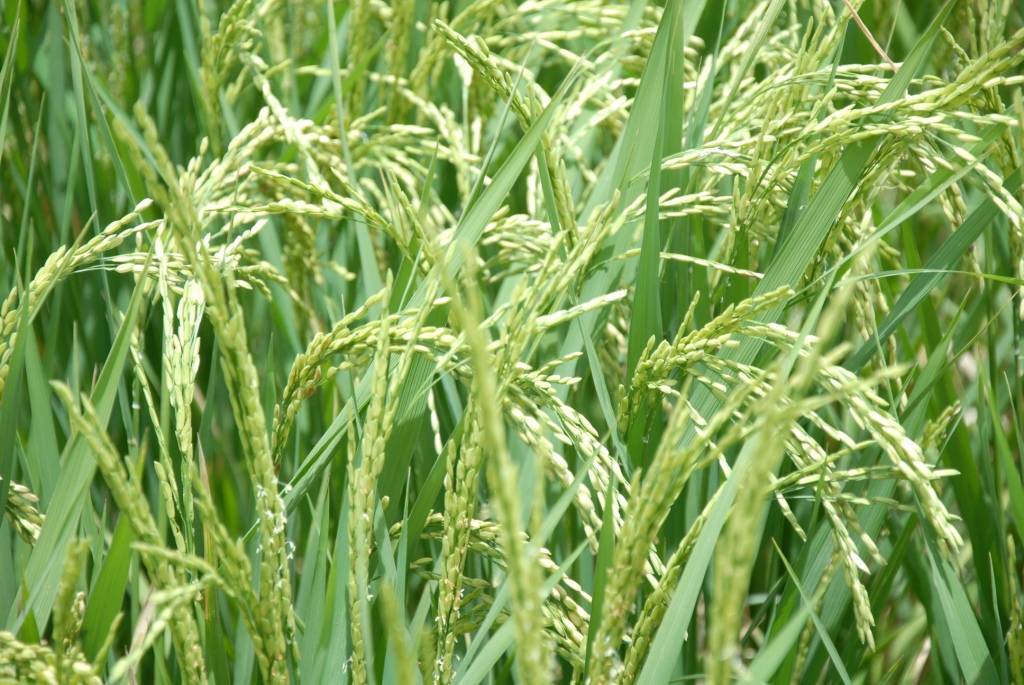 Rice  farmers to get N1bn from Ebonyi govt