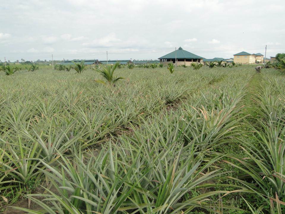 450-acre Songhai Cross River Initiative Debuts in Abi