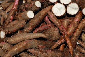 Racines de manioc