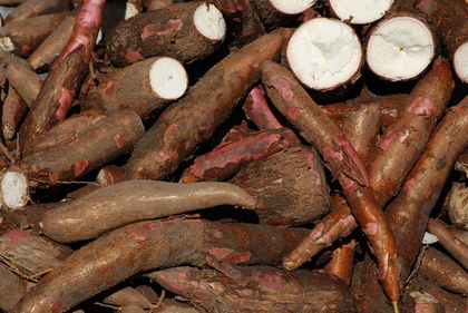 In Rural Cassava Farming, Lagos City Boy finds Way to Fortune