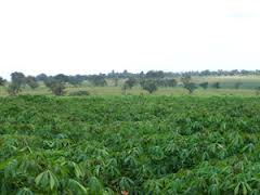 Nigeria can earn $16billion annually from cassava export