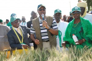  Pic 1: Executive Director of Lake Chad Research Institute, Dr. Oluwasina Gbenga Olabanji (left), Minister of Agriculture and Rural Development, Dr. Akinwumi Adesina, Chairman of House Committee of Agriculture, Mohammed Tahir Monguno and Minister of State for Agriculture, Mrs. Asabe Asmau Ahmed, on a wheat farm in Kadawa, Kano State, on Tuesday. Pics 2, 3, 5 & 6: Farmer and owner of the wheat farm field, Aliyu Abdullahi. Pics 4 & 5: Minister of State (left), Farmers' group leader in Kano State, Yusuf Nadabo, Minister, Chairman of the House Committee on Agriculture and Farmer Yusuf Abdullahi on Abdullahi's wheat farm..... on Tuesday