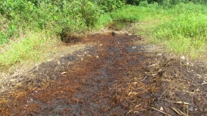 Site of an on-going oil spill at Osiama oil field operated by Nigerian AGIP Oil Company (NAOC) in Southern Ijaw Local Government Area, Bayelsa State. 