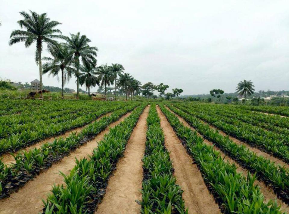 2, 000 000 Tenera Palm Seedlings Already Planted In Abia Under Ikpeazu, 2, 000 000 More To Be Added By Years End