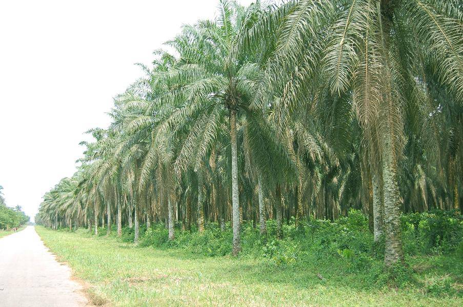 NUJ Rivers Council Commends Rivers Government For Reviving Risonpalm