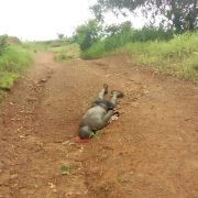 Fulani Herdsmen Caught After Killing Native At Ihube