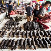 Global Initiative Outlines a “One Health” Approach to Reforming Wildlife Trade Laws