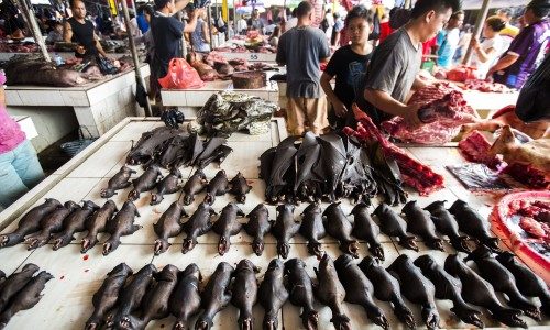 Global Initiative Outlines a “One Health” Approach to Reforming Wildlife Trade Laws