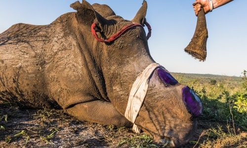 Wildlife crime could be a source of future pandemics; tackling it must be embedded into international criminal law