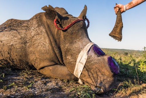 Wildlife crime could be a source of future pandemics; tackling it must be embedded into international criminal law