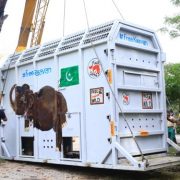 Wildlife on board: DHL safely relocates “the world’s loneliest elephant”