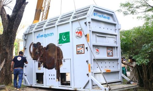 Wildlife on board: DHL safely relocates “the world’s loneliest elephant”