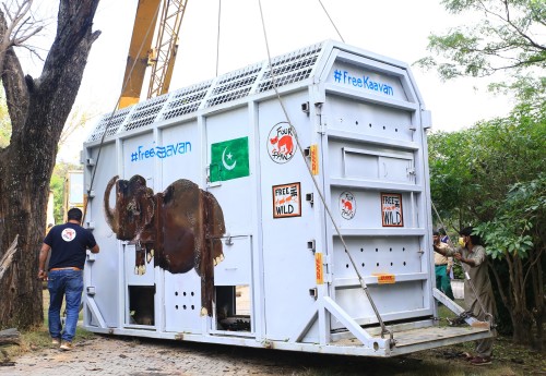 Wildlife on board: DHL safely relocates “the world’s loneliest elephant”