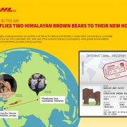Bears in the air: DHL flies two Himalayan brown bears to their new homes