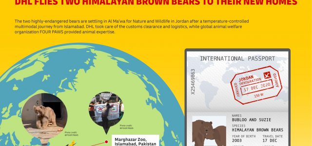 Bears in the air: DHL flies two Himalayan brown bears to their new homes