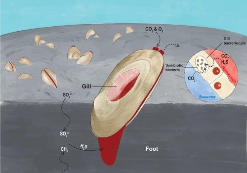 Hong Kong Baptist University-led research unlocks the genomic secrets of organisms that thrive in extreme deep-sea environments