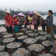 Sink or Swim: Asia’s marine fisheries at risk of collapse, leading scientists warn