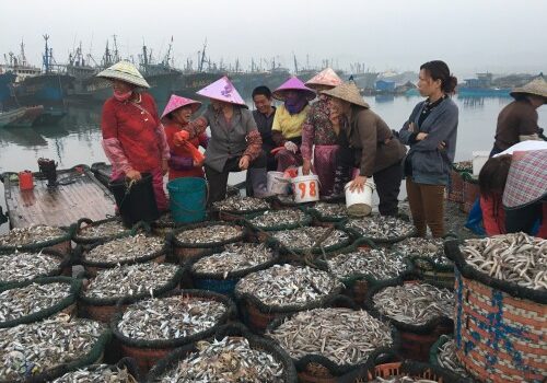 Sink or Swim: Asia’s marine fisheries at risk of collapse, leading scientists warn