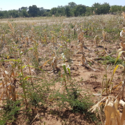 Innovative Insurance Policy Purchased To Protect Up To 800,000 People In Zimbabwe From Drought Risk