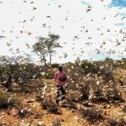 FAO launches $138 million plan to avert hunger crisis in Horn of Africa