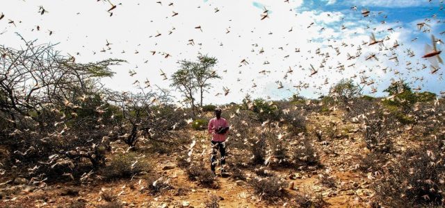FAO launches $138 million plan to avert hunger crisis in Horn of Africa