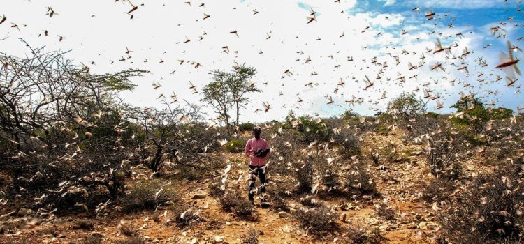 FAO launches $138 million plan to avert hunger crisis in Horn of Africa