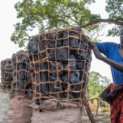 The race to save Zambia’s wetlands