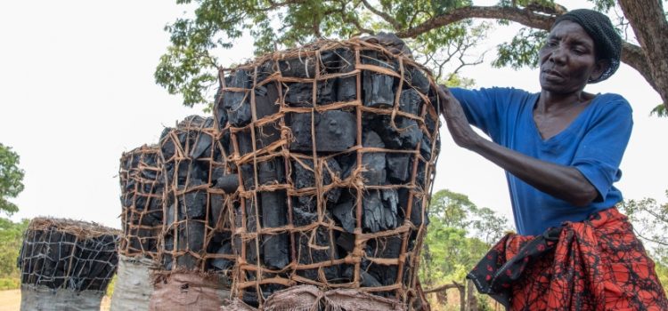 The race to save Zambia’s wetlands