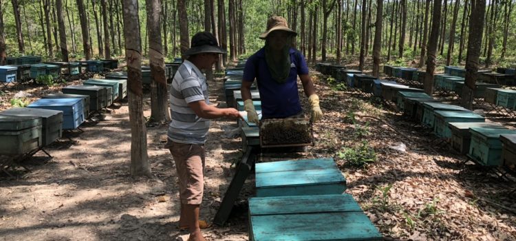 DOC Uses Production Cost in India as Comparison to Impose High Anti-Dumping Duty on Vietnamese Honey Exported to US