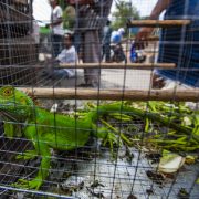 “Wild, threatened, farmed: Hong Kong’s Invisible Pets”, a report by the ADM Capital Foundation