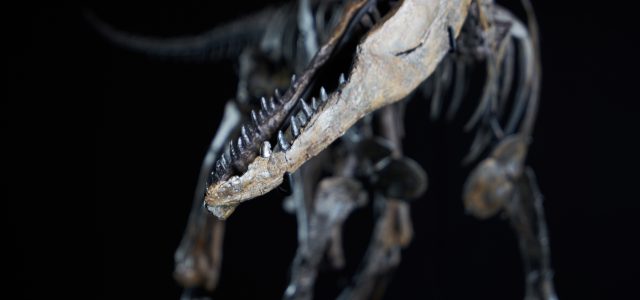 Summer sensation on display in Denkendorf – baby allosaurus “Little Al” has arrived!