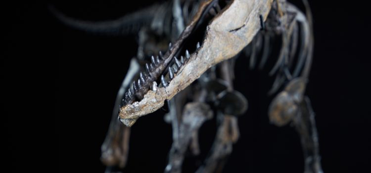 Summer sensation on display in Denkendorf – baby allosaurus “Little Al” has arrived!