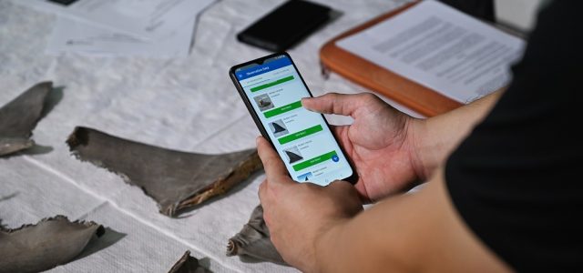 Singapore develops Asia’s first AI-based mobile app for shark and ray fin identification to combat illegal wildlife trade