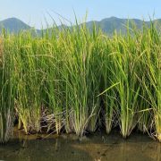 Perennial rice incorporates African wild rice genes and halves production cost