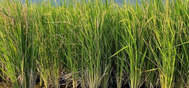 Perennial rice incorporates African wild rice genes and halves production cost