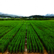 Perennial rice – Targeting large-scale localization to adapt across different climates