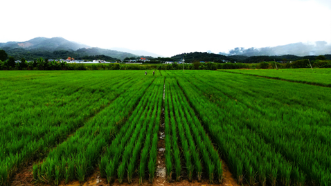 Perennial rice – Targeting large-scale localization to adapt across different climates