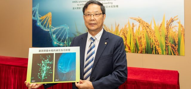 Hong Kong Baptist University-led research facilitates more efficient hybrid rice breeding with pioneering female sterility technique