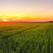 Royal Eswatini Sugar Corporation hits tech sweet spot with SAP S/4HANA Public Cloud deployment