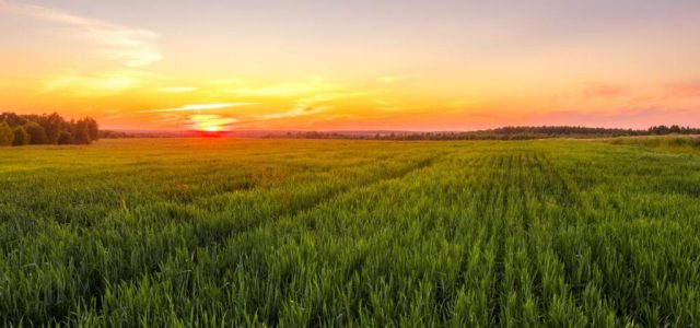 Royal Eswatini Sugar Corporation hits tech sweet spot with SAP S/4HANA Public Cloud deployment