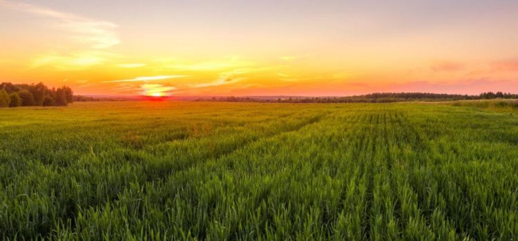 Royal Eswatini Sugar Corporation hits tech sweet spot with SAP S/4HANA Public Cloud deployment