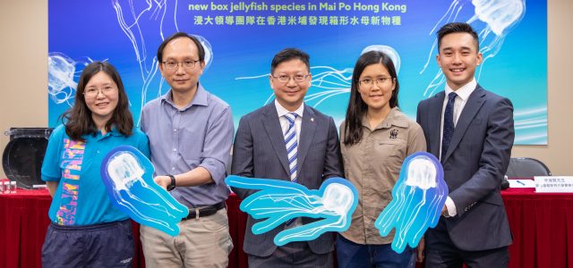Hong Kong Baptist University-led team discovers new box jellyfish species in Mai Po Hong Kong