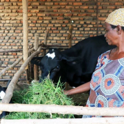 Burundi: Receiving a Cow Can Transform Someone’s Life