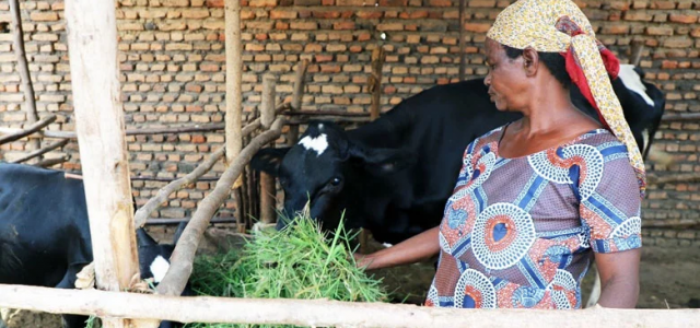 Burundi: Receiving a Cow Can Transform Someone’s Life