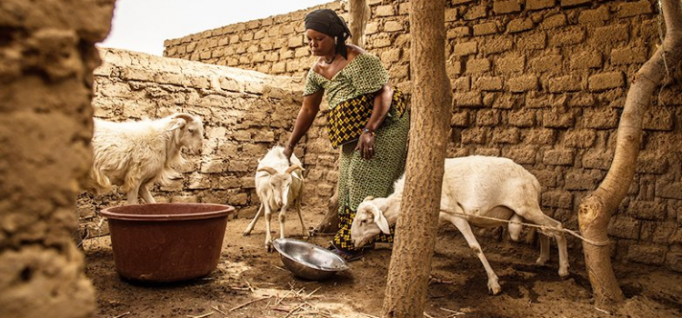 Mali: Strengthening Financial Resilience to Recurrent Droughts