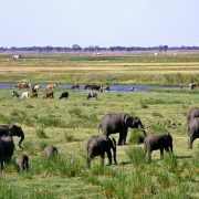 Conservation International and Peace Parks Foundation Commit USD $150 million to  Restore 20 Million Hectares Across African Grasslands, Savannahs and Bushlands 