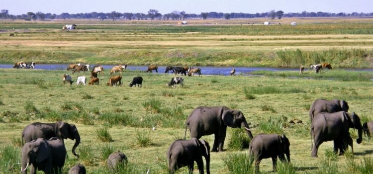 Conservation International and Peace Parks Foundation Commit USD $150 million to  Restore 20 Million Hectares Across African Grasslands, Savannahs and Bushlands 