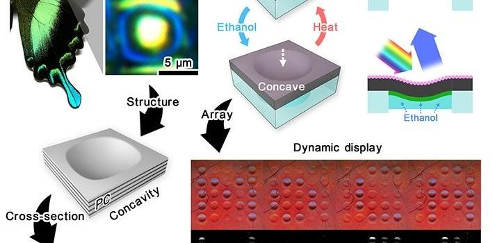 HKU Engineering researchers develop a soft colour-changing system that may lead to revolutionary optical devices